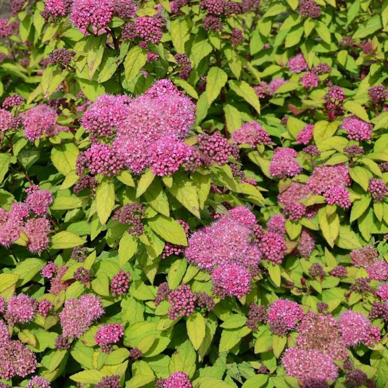 Spirée du Japon Merlo® Star 'Davcpo01', Spiraea à fleurs Rose - feuillage Caduc - Godet - 5/20 cm-  hauteur à maturité De 0,50 m à 1,00 m - Image 5