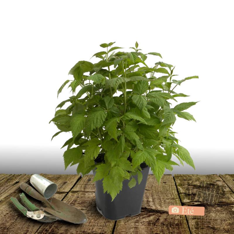 Framboisier Marastar® - Excellent rendement - Pot de 5L - 40/80 cm - De 1,00 m à 1,50 m - Image 3