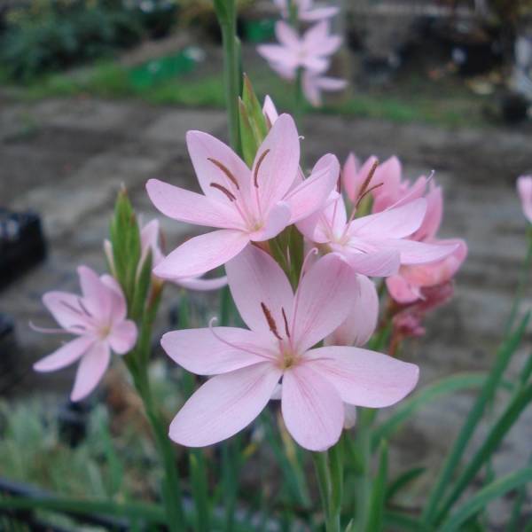Promesse de Fleurs - Schizostylis cocc.Mrs Hegarty - Lis des Cafres Godet de 8/9 cm