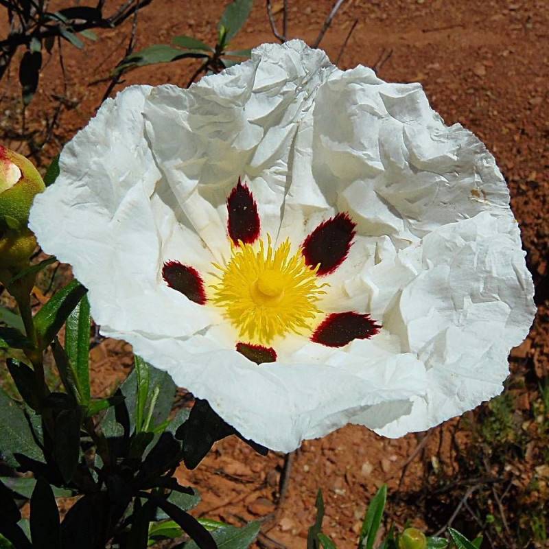 Ciste des Corbière, Cistus à fleurs Blanche - feuillage Persistant - Pot de 4L - 40/60 cm- hauteur à maturité De 0,50 m à 1,00 m - Image 1