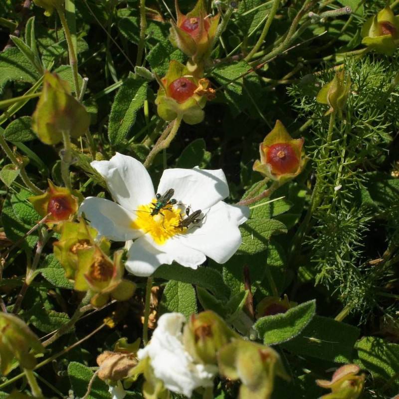 Ciste des Corbière, Cistus à fleurs Blanche - feuillage Persistant - Pot de 4L - 40/60 cm-  hauteur à maturité De 0,50 m à 1,00 m - Image 5