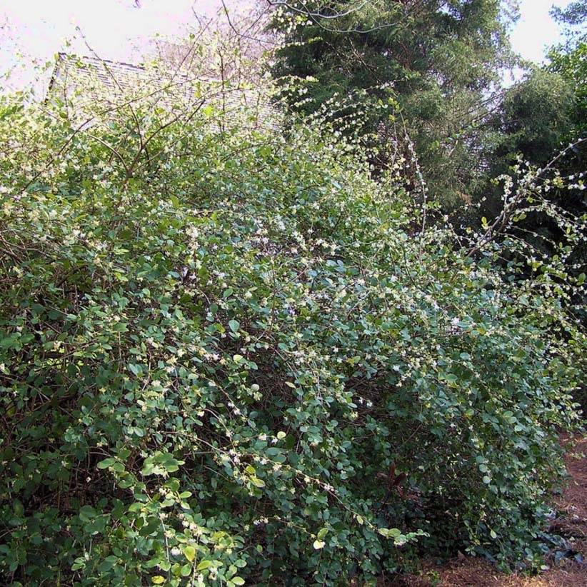 Lonicera fragrantissima - Chèvrefeuille d'hiver Pot de 7,5L/10L