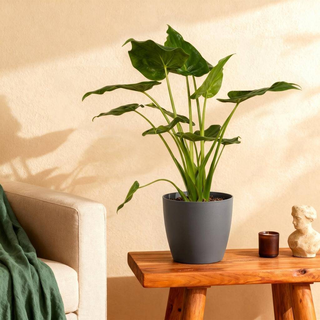Alocasia Cucullata - H65cm - Image 1
