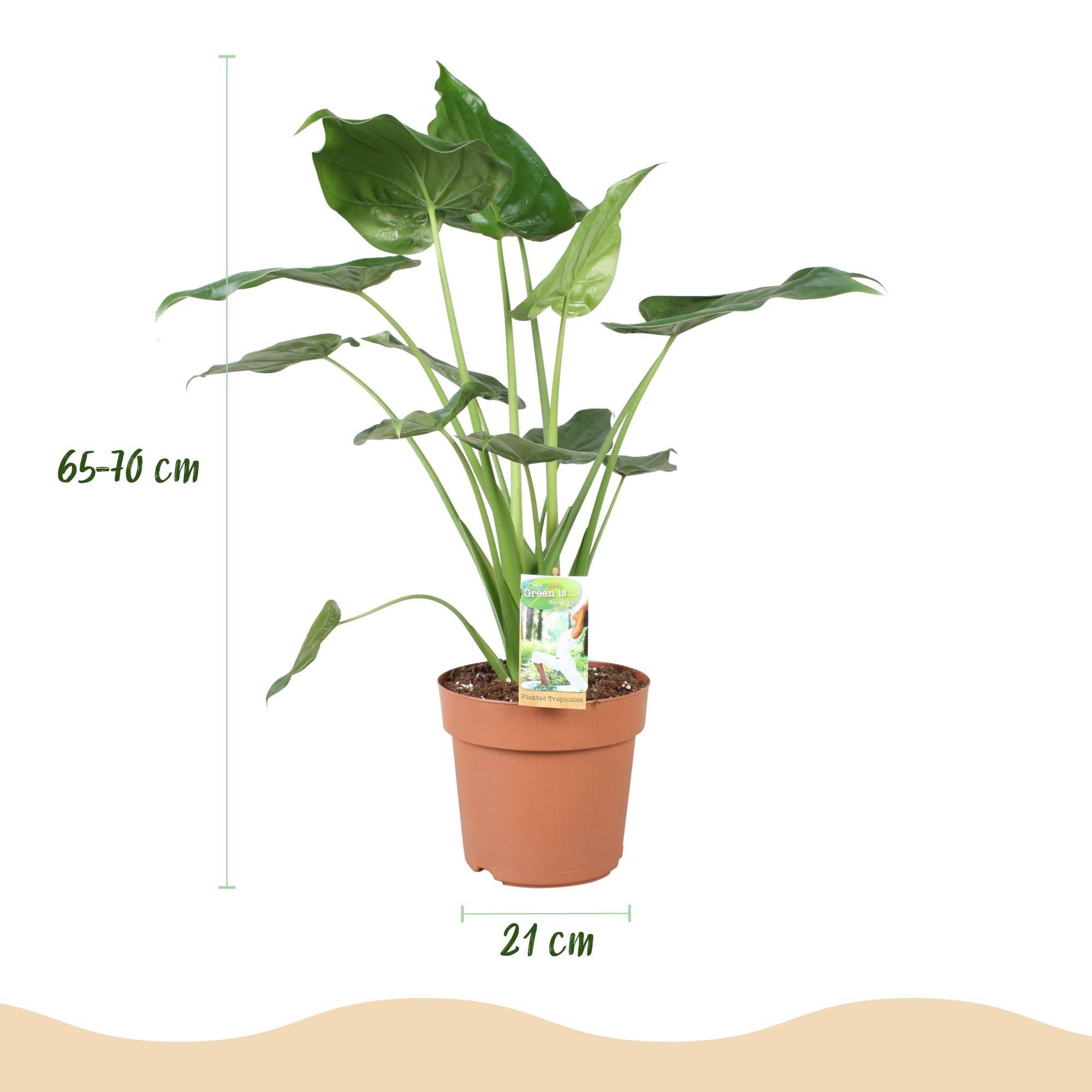 Alocasia Cucullata - H65cm - Image 2
