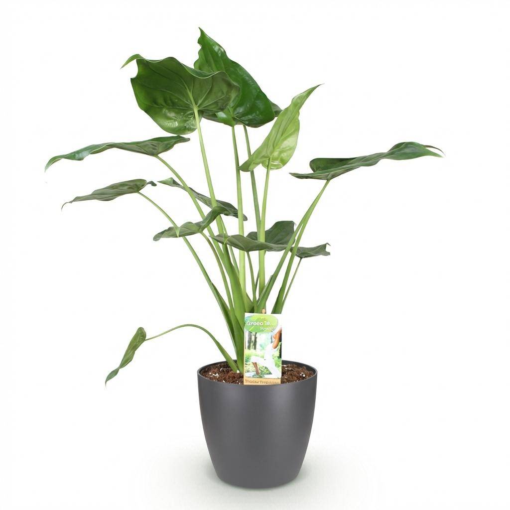 Alocasia Cucullata - H65cm - Image 4