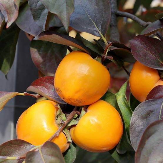 Plaqueminier, Kaki - Diospyros kaki Ragno Pot de 12L/15L, Demi-Tige