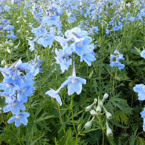 Delphinium belladonna Cliveden Beauty - Pied d'Alouette vivace Godet de 7/8 cm