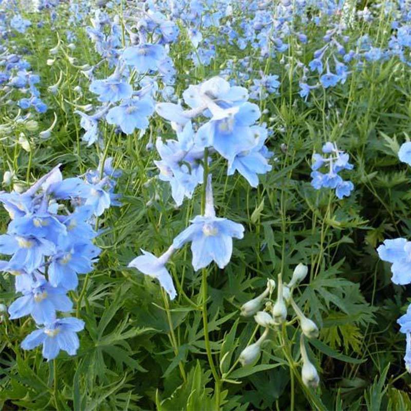 Delphinium belladonna Cliveden Beauty - Pied d'Alouette vivace Godet de 7/8 cm