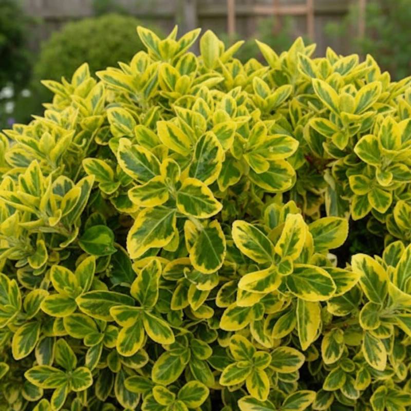 Fusain du Japon Aureomarginatus, Euonymus - Pot de 3L - 40/60 cm - Image 3