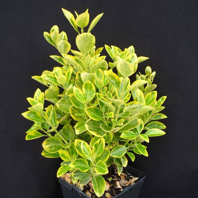 Fusain du Japon Aureomarginatus, Euonymus - Pot de 3L - 40/60 cm - Image 1