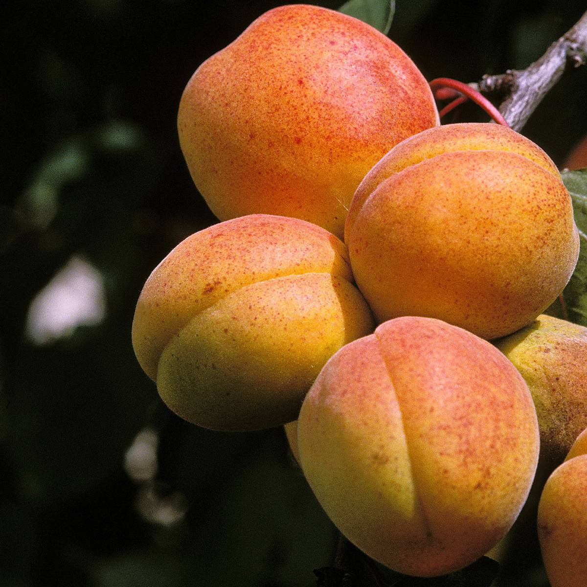 Promesse de Fleurs - Abricotier - Prunus armeniaca Peche de Nancy Pot de 7,5L/10L, Demi-Tige