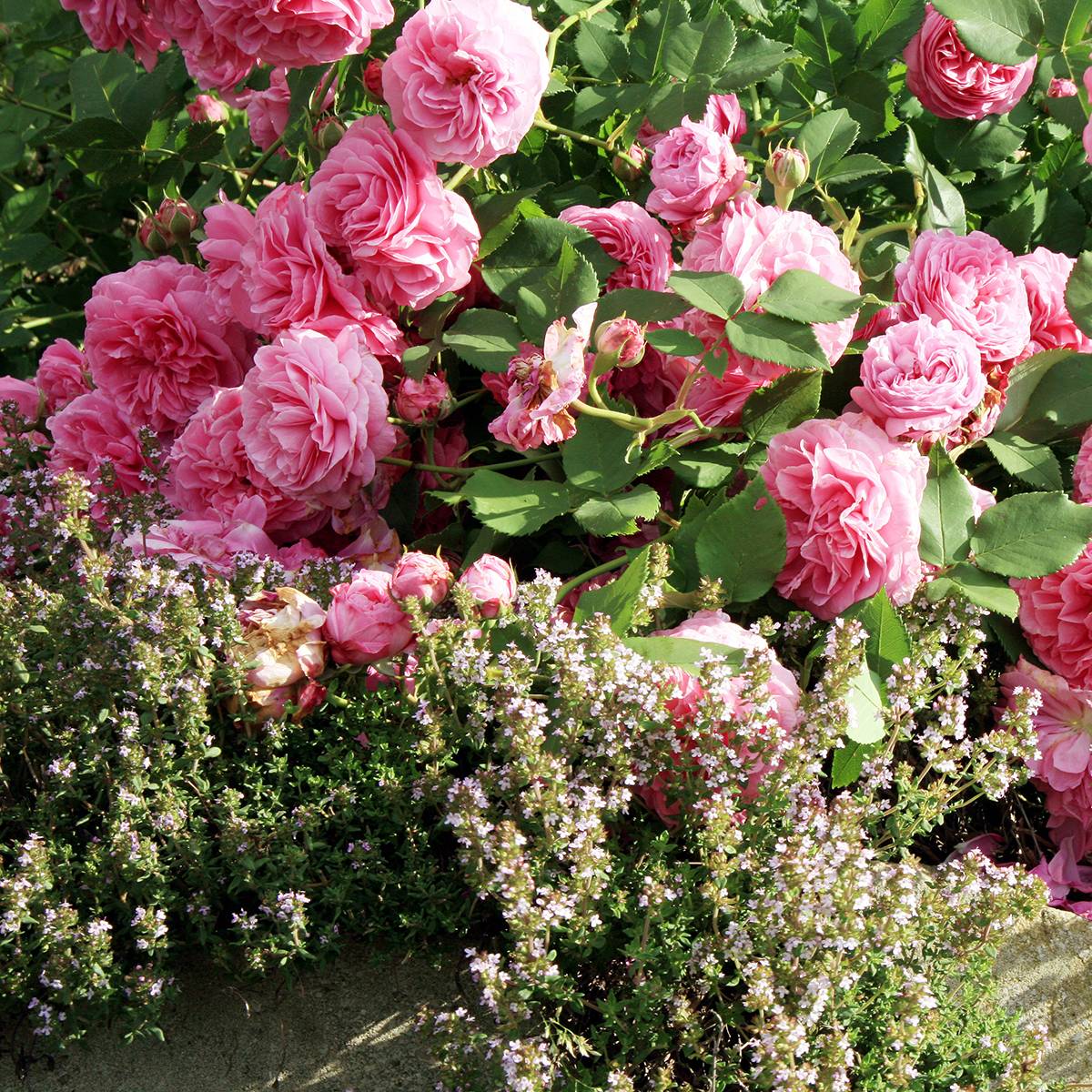 Promesse de Fleurs - Rosier ancien Louise Odier Pot de 4L/5L