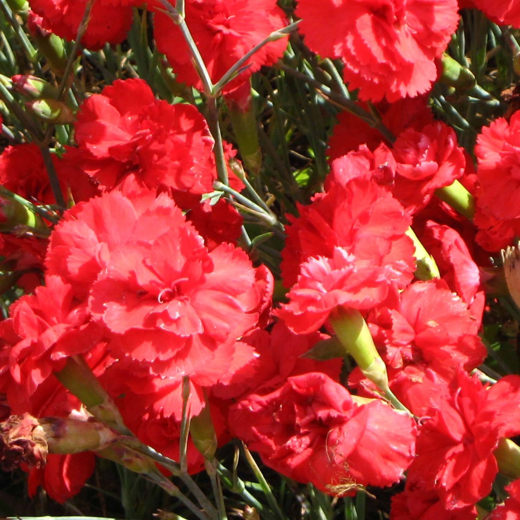 Promesse de Fleurs - Dianthus plumarius David - Oeillet mignardise rouge vif. Godet de 8/9 cm