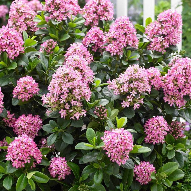 Escallonia Pink Elle® 'Lades' à fleurs Rose - feuillage Persistant - Pot de 7,5L - 60/80 cm-  hauteur à maturité De 1,00 m à 1,50 m - Image 2