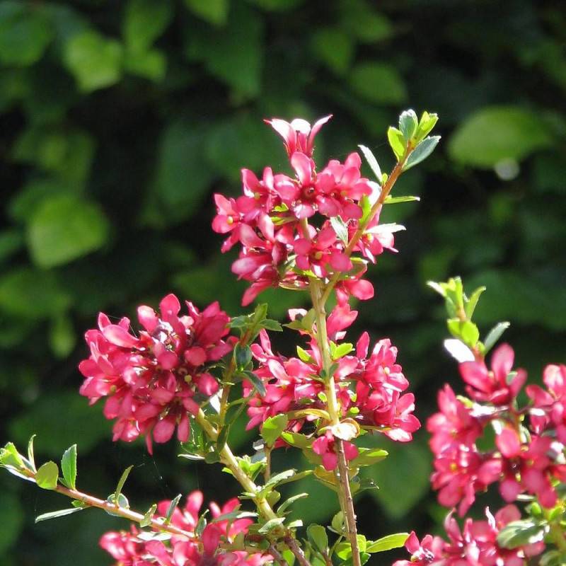 Escallonia Pink Elle® 'Lades' à fleurs Rose/ - feuillage Persistant - Pot de 7,5L - 60/80 cm - Image 4