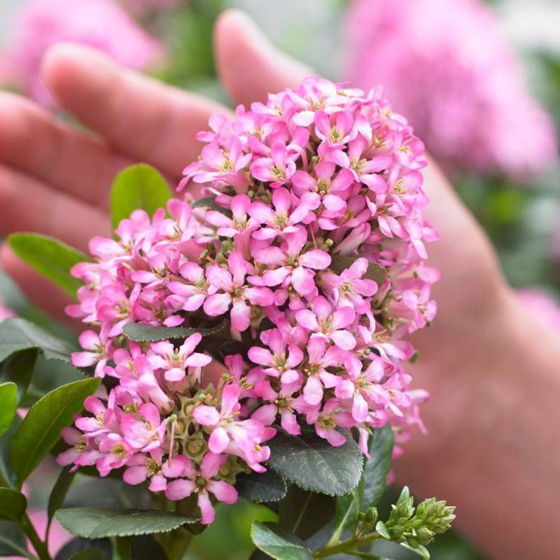 Escallonia Pink Elle® 'Lades' à fleurs Rose/ - feuillage Persistant - Pot de 7,5L - 60/80 cm - Image 3