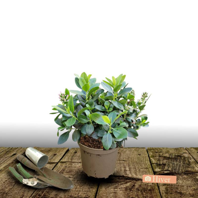Escallonia Pink Elle® 'Lades' à fleurs Rose/ - feuillage Persistant - Pot de 7,5L - 60/80 cm - Image 6