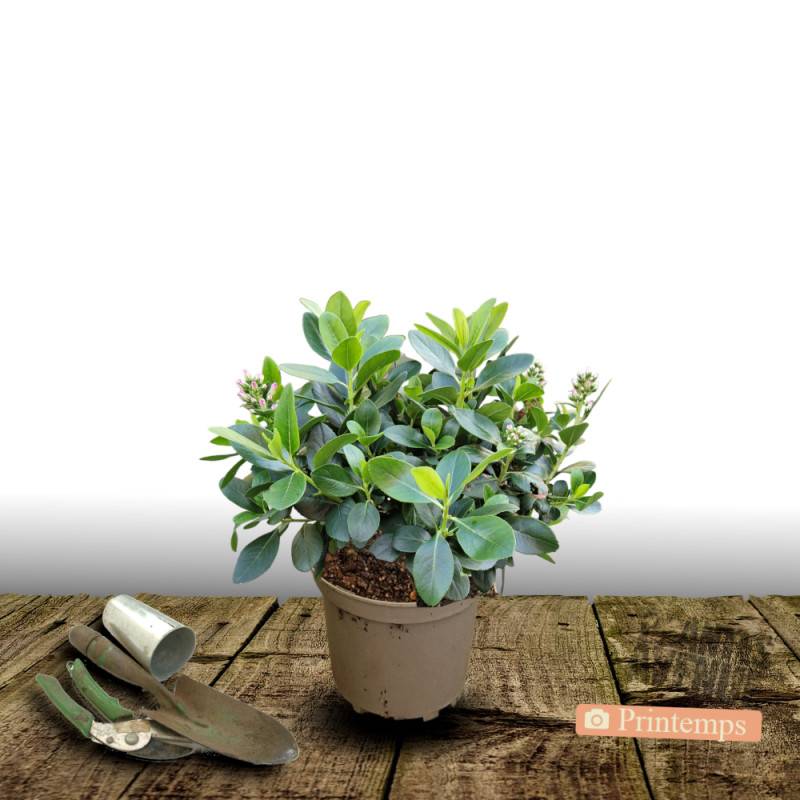 Escallonia Pink Elle® 'Lades' à fleurs Rose/ - feuillage Persistant - Pot de 7,5L - 60/80 cm - Image 7