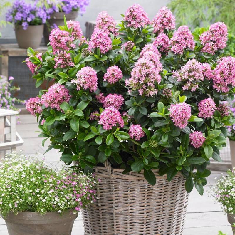 Escallonia Pink Elle® 'Lades' à fleurs Rose/ - feuillage Persistant - Pot de 7,5L - 60/80 cm - Image 1