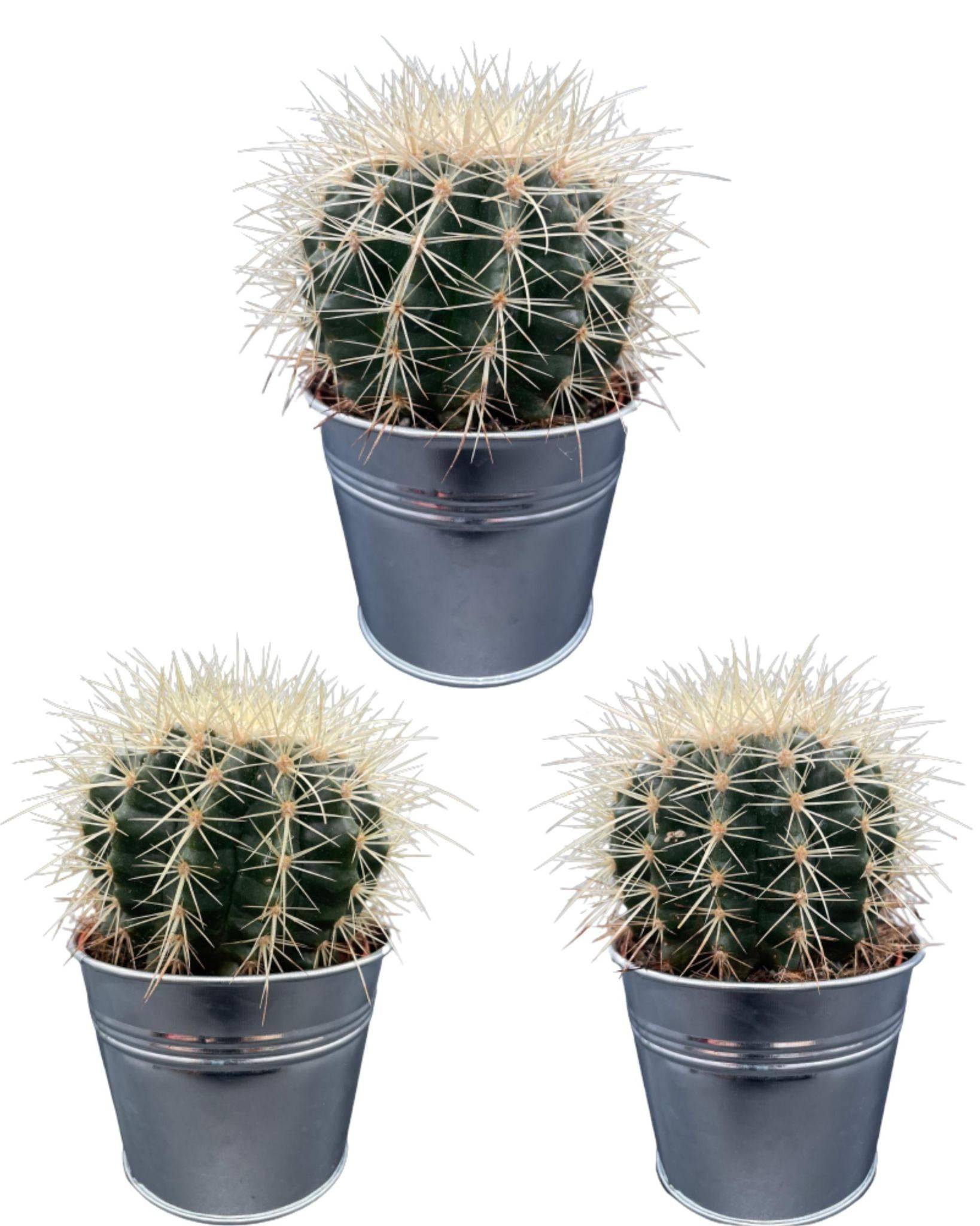 Trio de Cactus Echinocactus Grusonii en Pot de Zinc- La Green Touch - Image 1