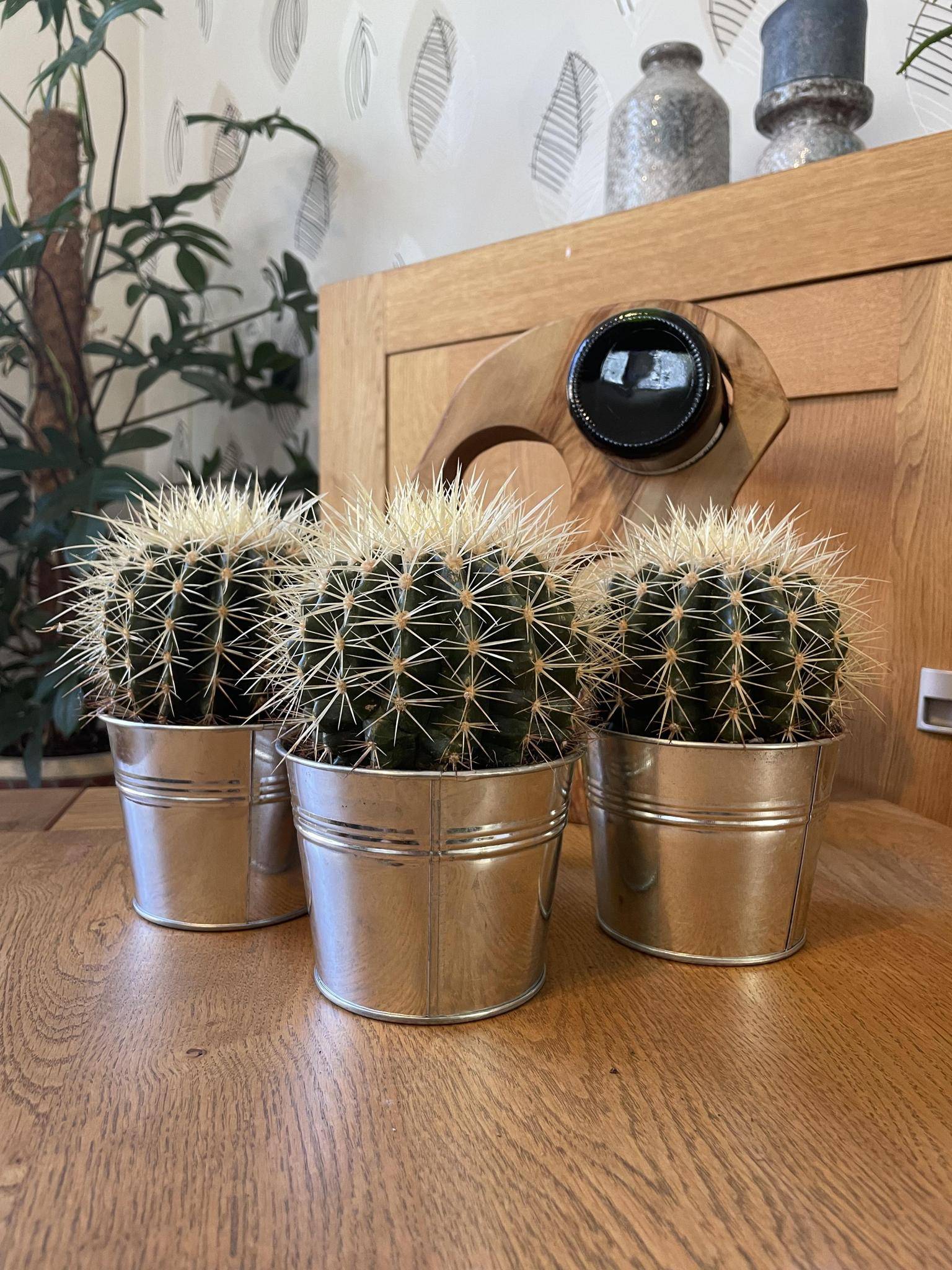 Trio de Cactus Echinocactus Grusonii en Pot de Zinc- La Green Touch - Image 2