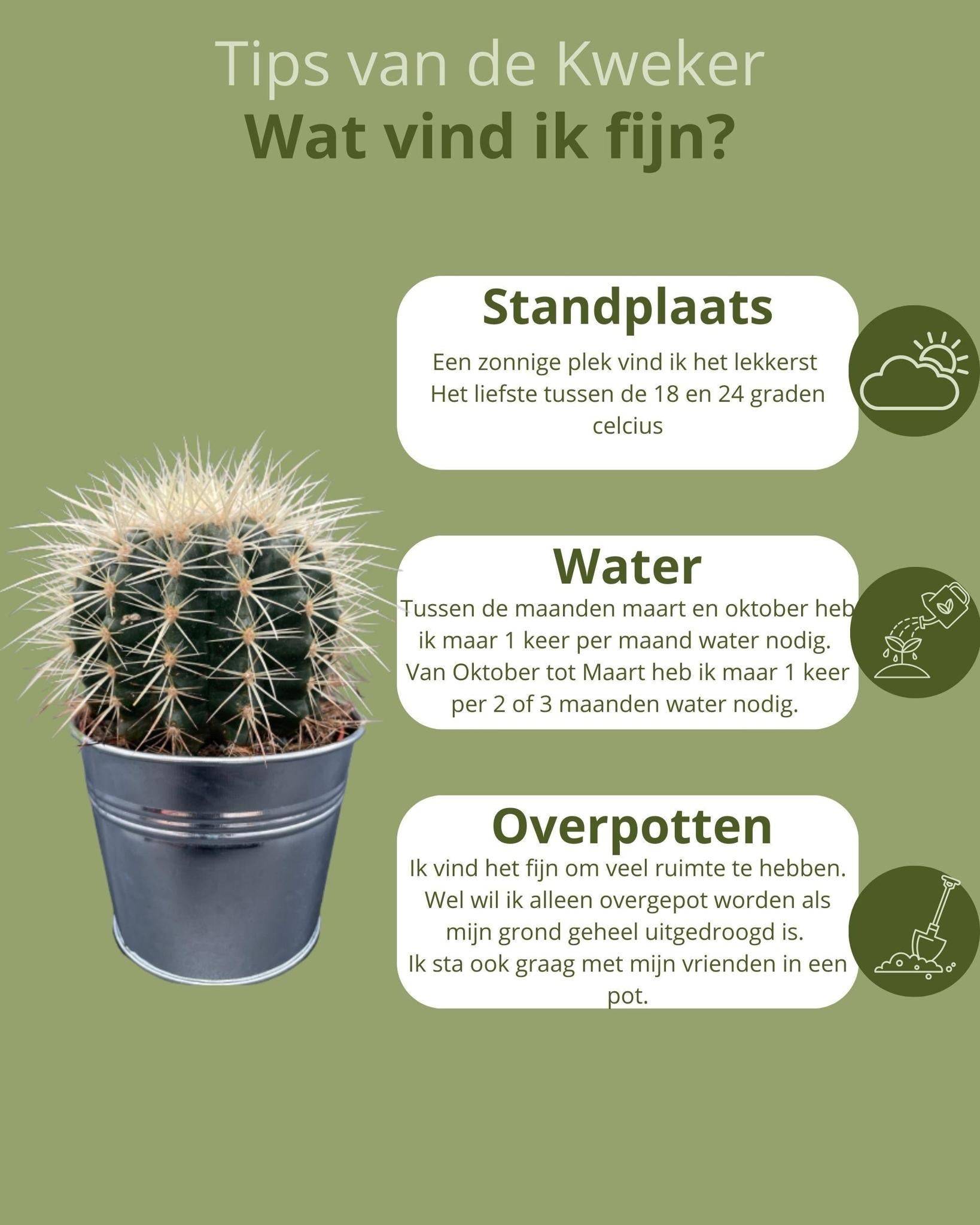 Trio de Cactus Echinocactus Grusonii en Pot de Zinc- La Green Touch - Image 5