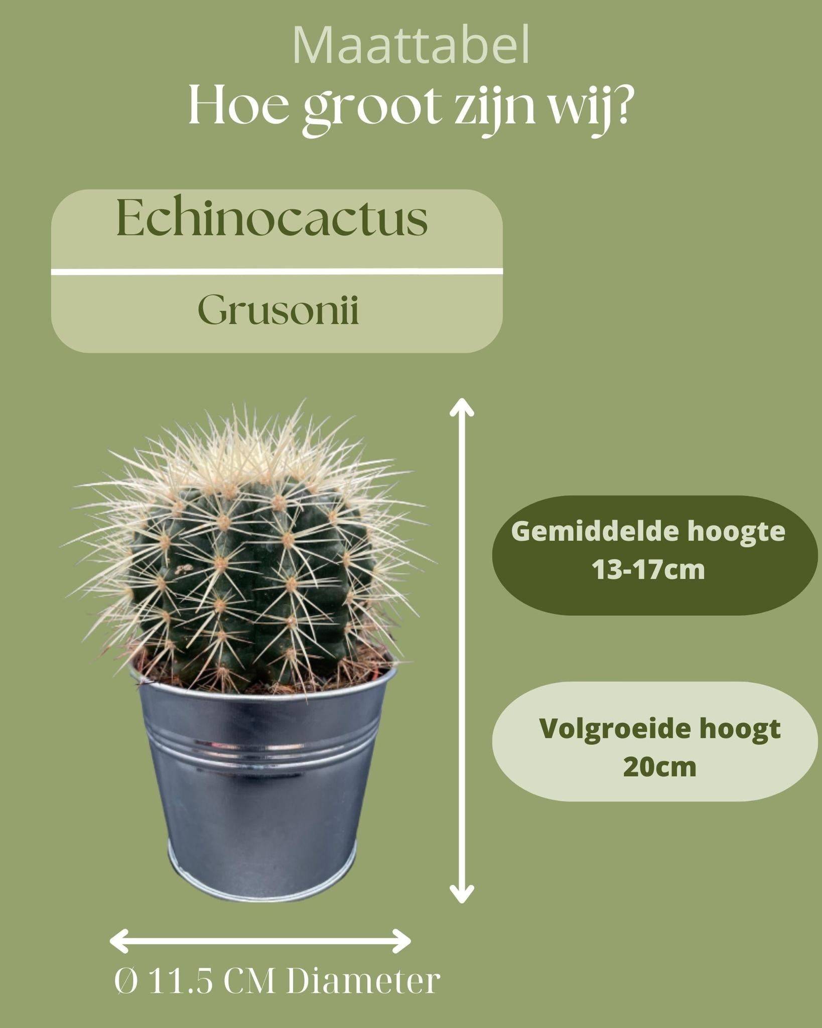 Trio de Cactus Echinocactus Grusonii en Pot de Zinc- La Green Touch - Image 4