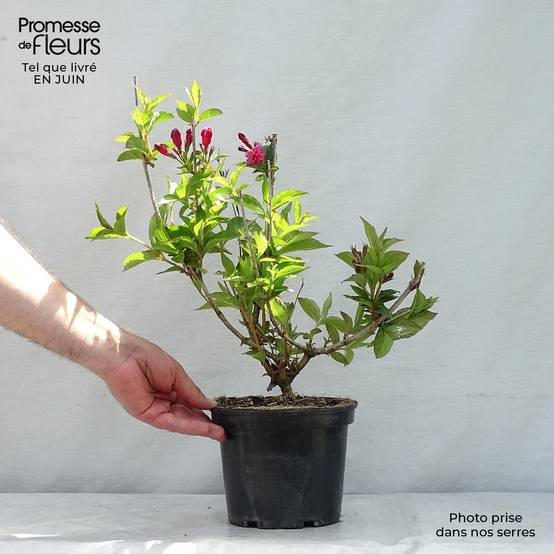 Weigela florida Bristol Ruby Pot de 2L/3L - Image 2