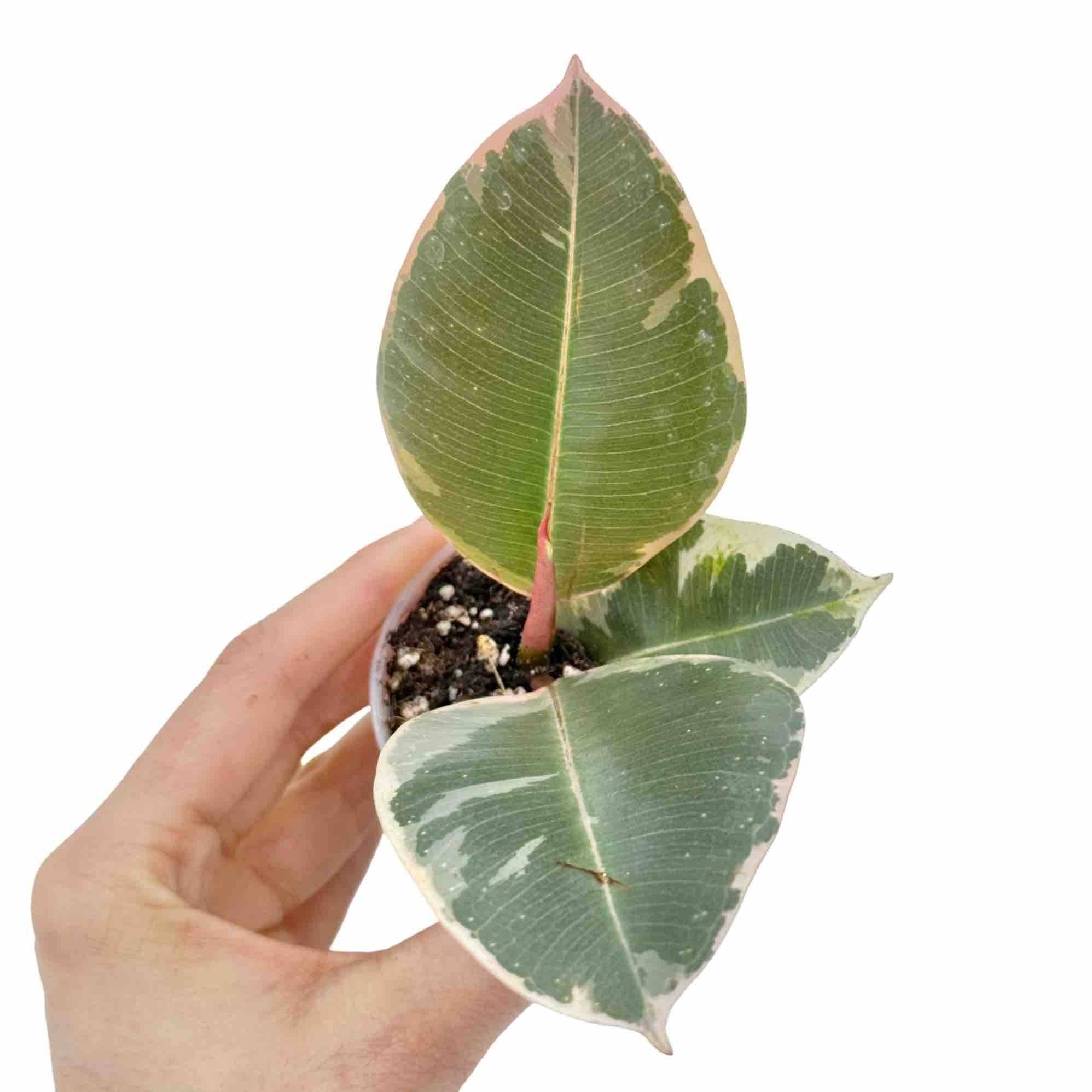 Ficus Elastica Tineke - Pot de 6cm - Plantes d'intérieur - Image 1
