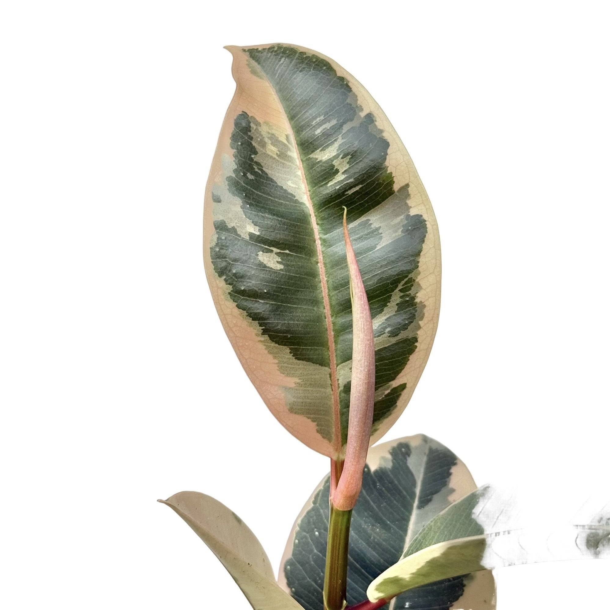 Ficus Elastica Tineke - Pot de 6cm - Plantes d'intérieur - Image 5