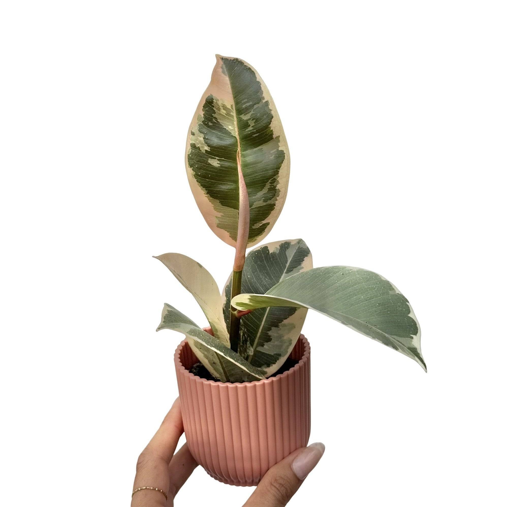 Ficus Elastica Tineke - Pot de 6cm - Plantes d'intérieur - Image 6