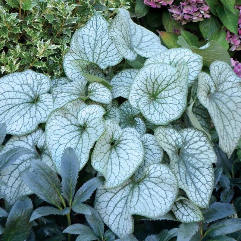 Myosotis du Caucase Alexander's Great à fleurs Bleue/ - feuillage Caduc - Godet - 5/20 cm - Image 2