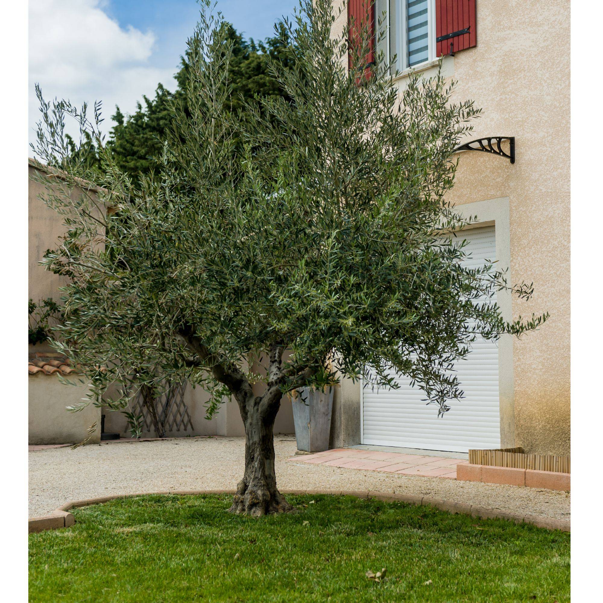 WERKA PRO - Filet à olives 50g/m2 WERKA PRO - 8 x 8m - 64m² - Image 3