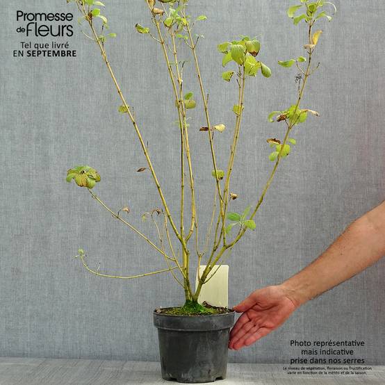 Promesse de Fleurs - Cornus sericea Budd's Yellow - Cornouiller stolonifère. Pot de 3L/4L - Image 2