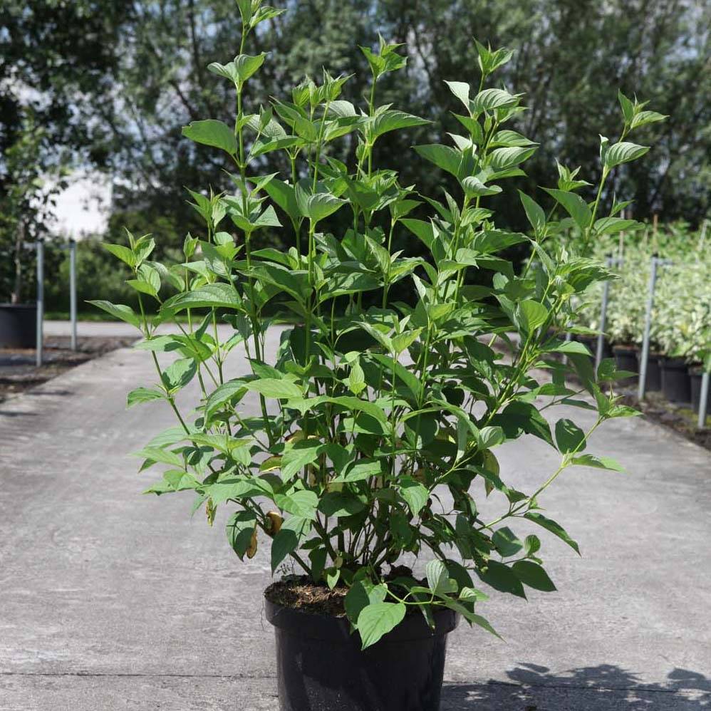 Promesse de Fleurs - Cornus sericea Budd's Yellow - Cornouiller stolonifère. Pot de 3L/4L - Image 1