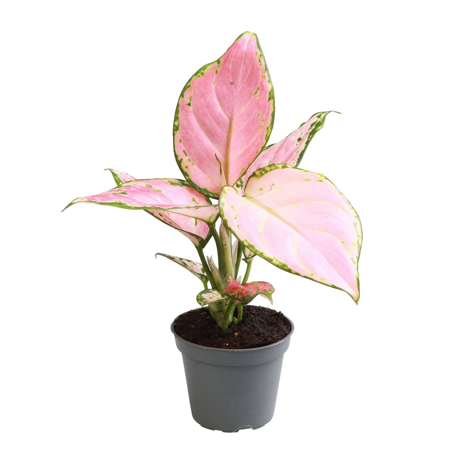 Mini Aglaonema Pink 6cm - Plante d'intérieur- La Green Touch - Image 1