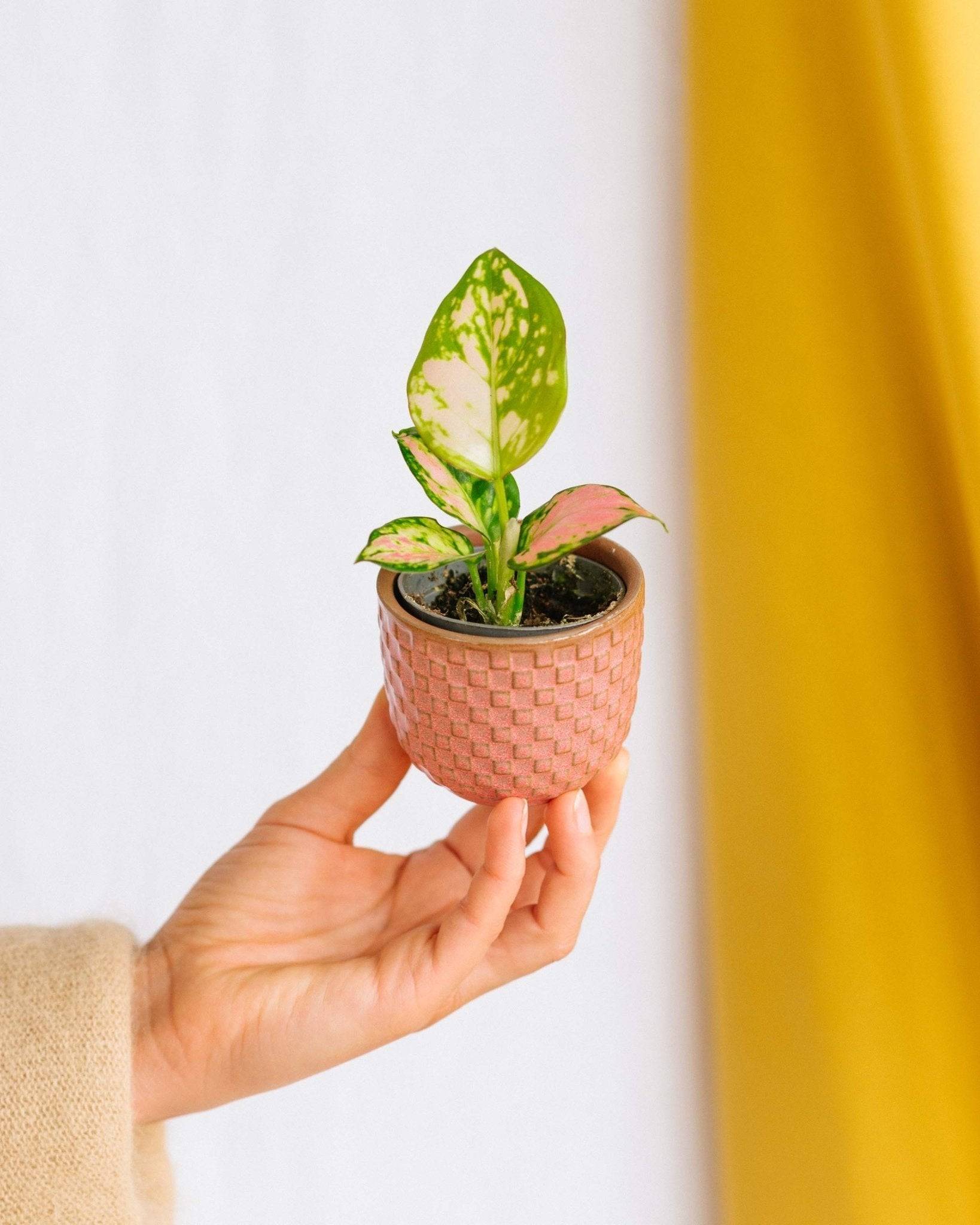 Mini Aglaonema Pink 6cm - Plante d'intérieur- La Green Touch - Image 2