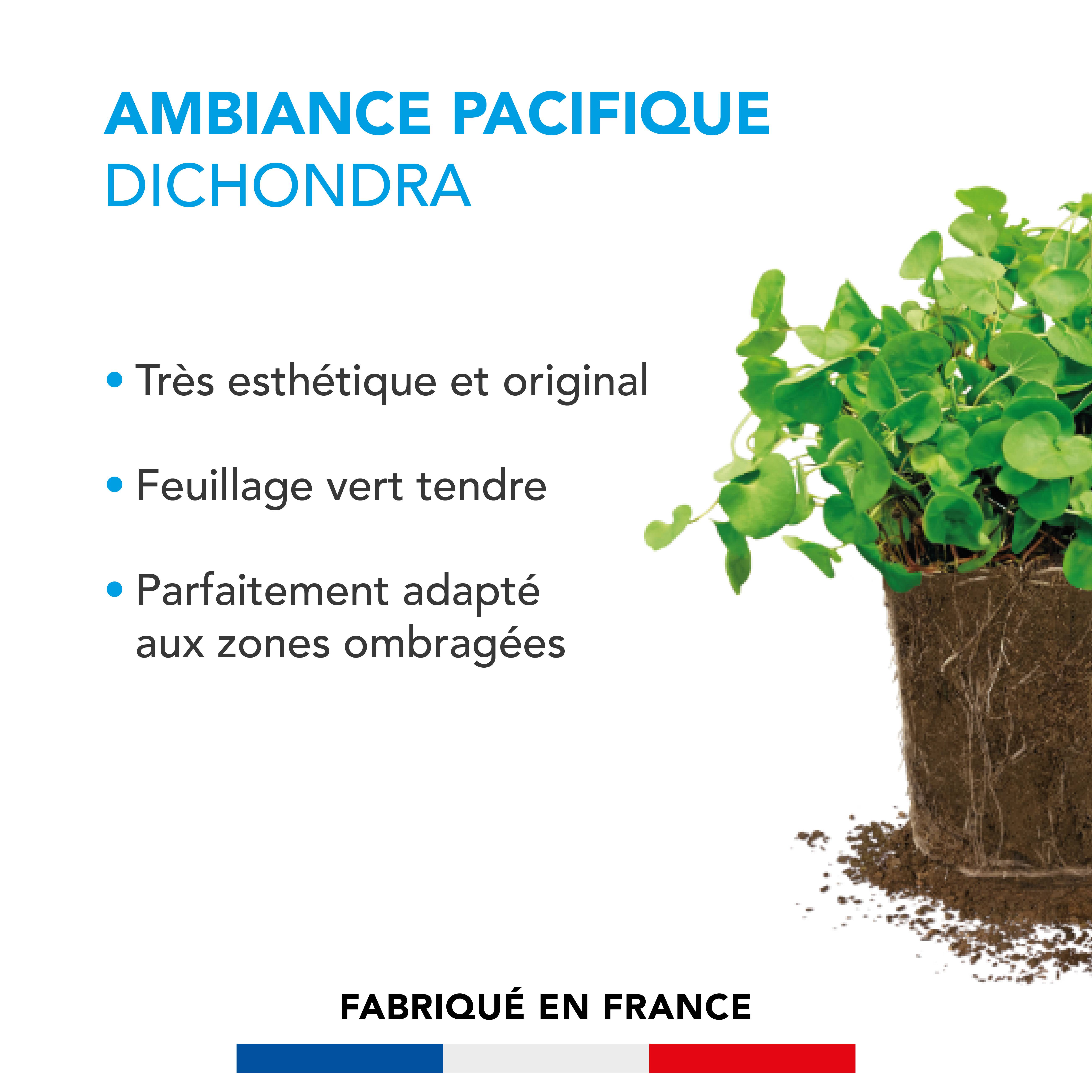 Barenbrug - Pelouse Ambiance Pacifique - Dichondra - Très Esthétique et Original - Feuillage Vert Tendre - Parfaitement Adapté Zones Ombragées - 500G - BARENBRUG - Image 2