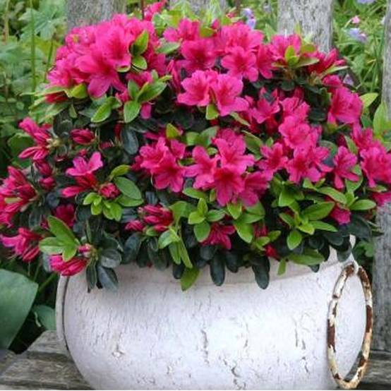 Gardenersdream - Azalée rose (1 pièce) - plante arbuste rhododendron japonais - azalee du Japon persistante robuste - GardenersDream - Image 1