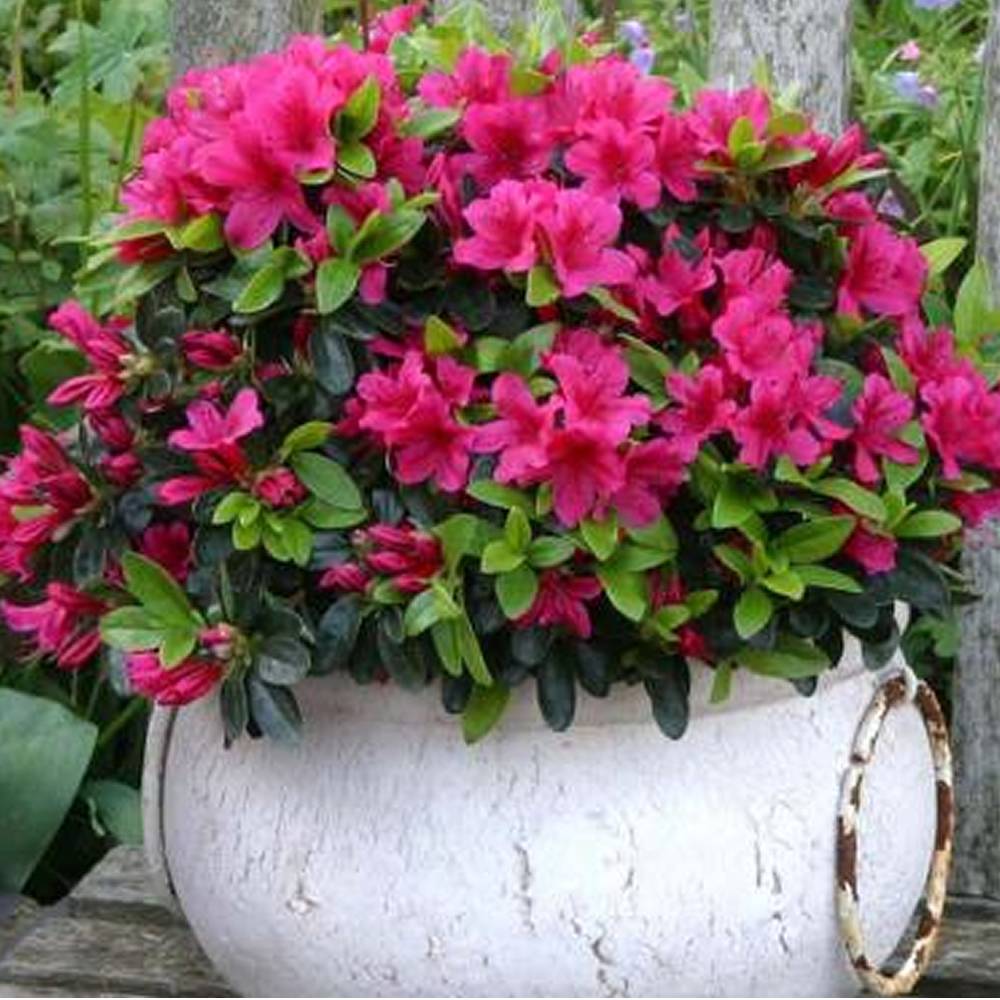 Gardenersdream - Azalée rose (1 pièce) - plante arbuste rhododendron japonais - azalee du Japon persistante robuste - GardenersDream - Image 1