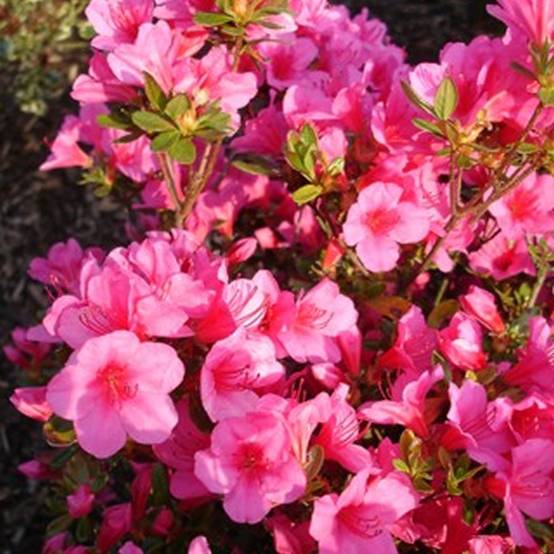 Gardenersdream - Azalée rose (1 pièce) - plante arbuste rhododendron japonais - azalee du Japon persistante robuste - GardenersDream - Image 2