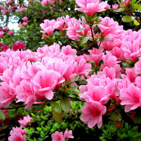 Gardenersdream - Azalée rose (1 pièce) - plante arbuste rhododendron japonais - azalee du Japon persistante robuste - GardenersDream - Image 3