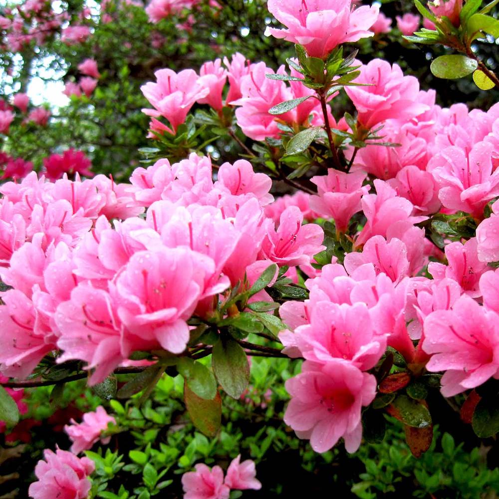 Gardenersdream - Azalée rose (1 pièce) - plante arbuste rhododendron japonais - azalee du Japon persistante robuste - GardenersDream - Image 3