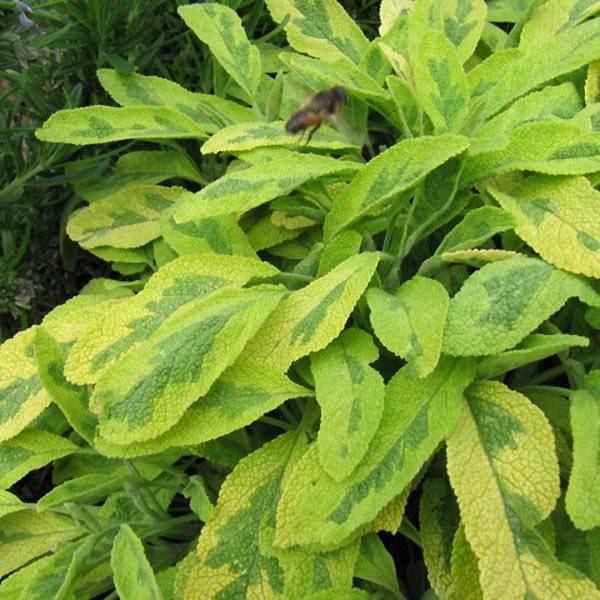 Salvia officinalis Icterina - Sauge officinale Icterina Godet de 8/9 cm