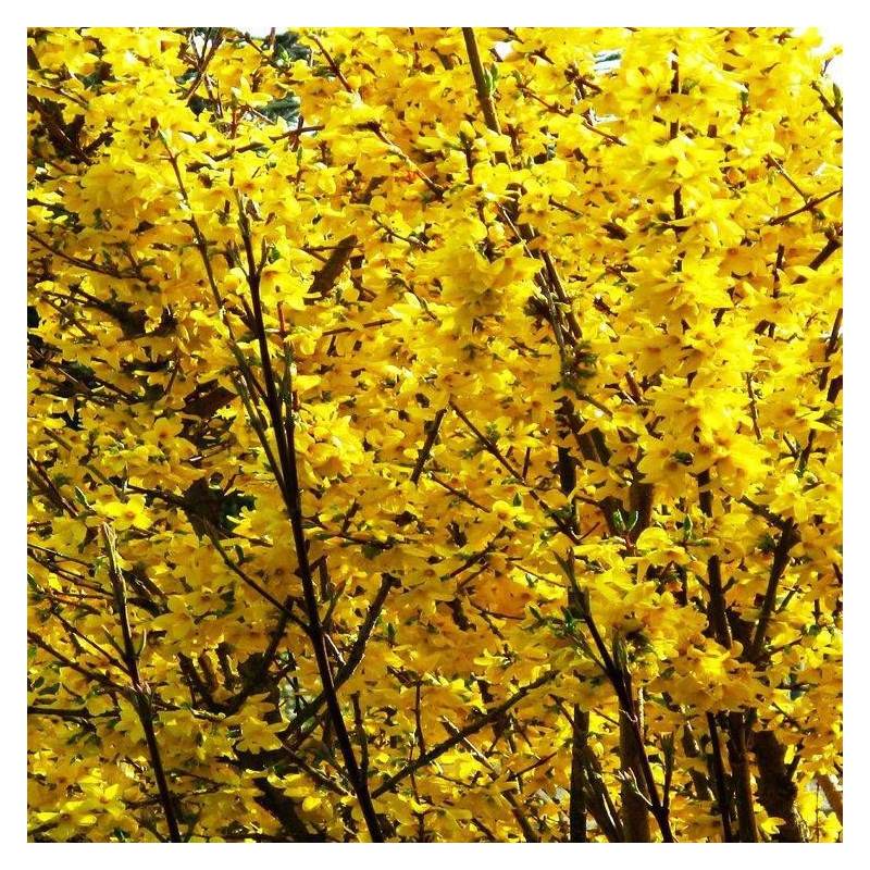 Forsythia Marée d'Or® 'Courtasol', Mimosa de Paris à fleurs Jaune/ - feuillage Caduc - Pot de 3L - 20/40 cm - Image 6