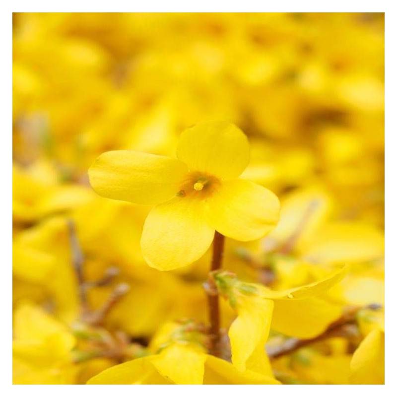 Forsythia Marée d'Or® 'Courtasol', Mimosa de Paris à fleurs Jaune/ - feuillage Caduc - Pot de 3L - 20/40 cm - Image 5