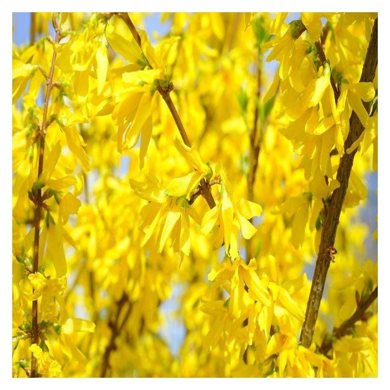 Forsythia Marée d'Or® 'Courtasol', Mimosa de Paris à fleurs Jaune/ - feuillage Caduc - Pot de 3L - 20/40 cm - Image 9