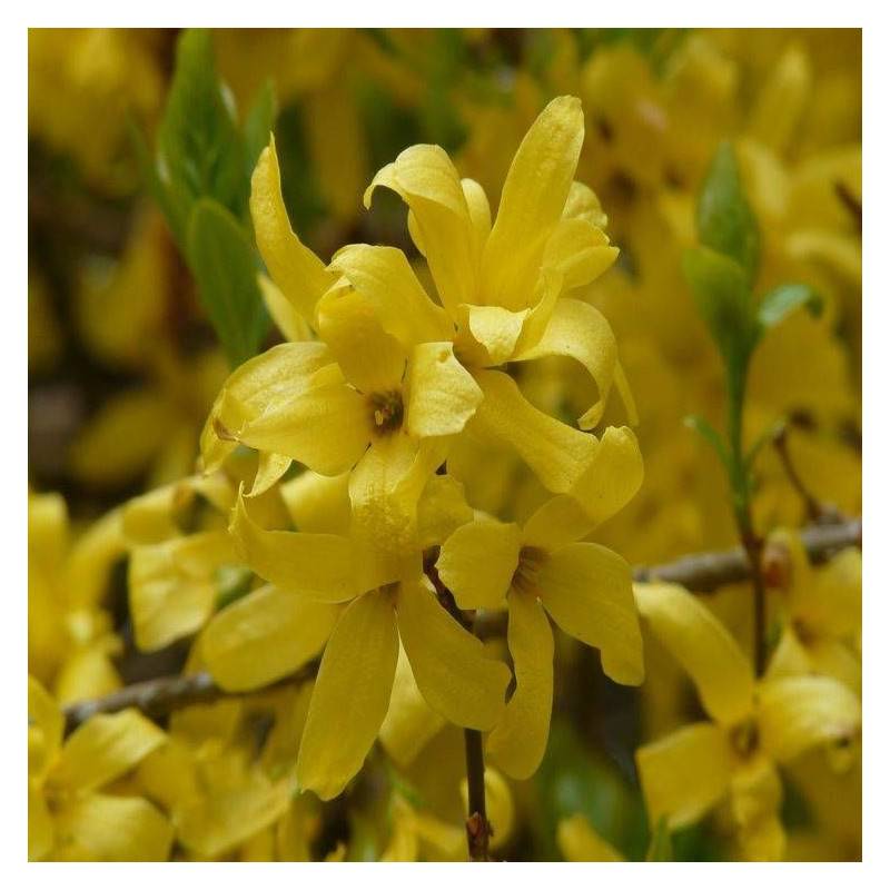 Forsythia Marée d'Or® 'Courtasol', Mimosa de Paris à fleurs Jaune/ - feuillage Caduc - Pot de 3L - 20/40 cm - Image 7