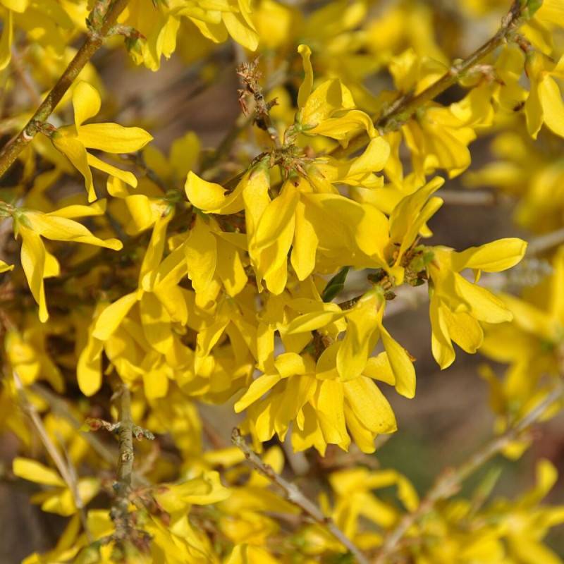 Forsythia Marée d'Or® 'Courtasol', Mimosa de Paris à fleurs Jaune - feuillage Caduc - Pot de 3L - 20/40 cm-  hauteur à maturité De 0,50 m à 1,00 m - Image 3