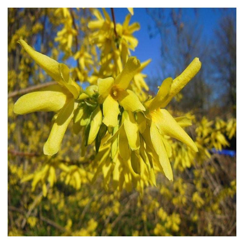 Forsythia Marée d'Or® 'Courtasol', Mimosa de Paris à fleurs Jaune/ - feuillage Caduc - Pot de 3L - 20/40 cm - Image 8